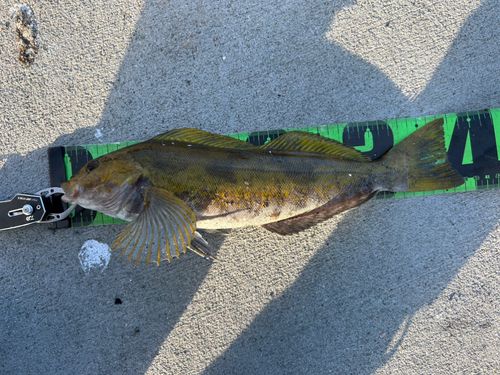 アイナメの釣果