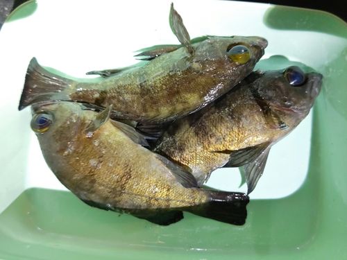 メバルの釣果