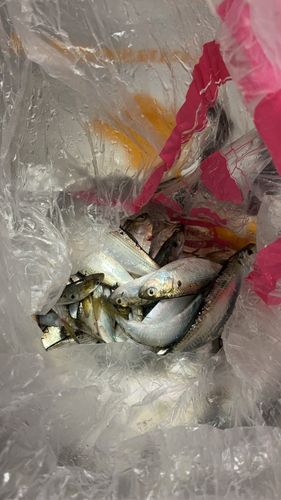 マイワシの釣果