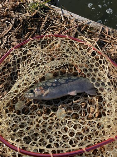 ニジマスの釣果
