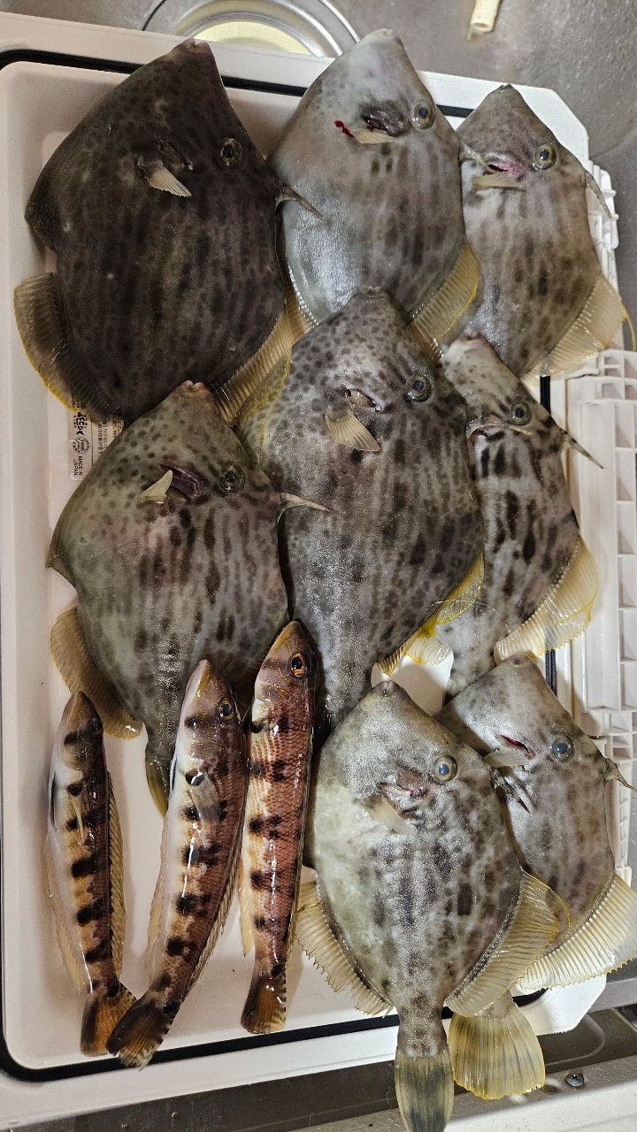 ayachan0419さんの釣果 1枚目の画像