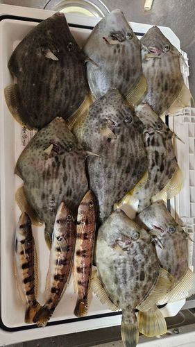 カワハギの釣果