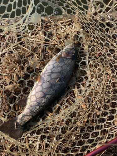 ニジマスの釣果