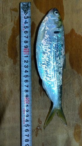 コノシロの釣果