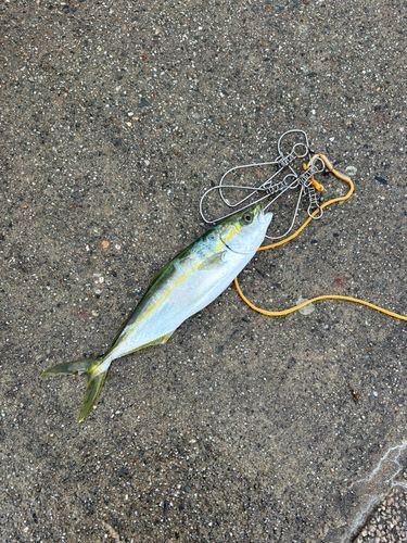 フクラギの釣果