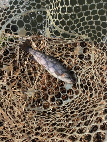 ウォルトンガーデン