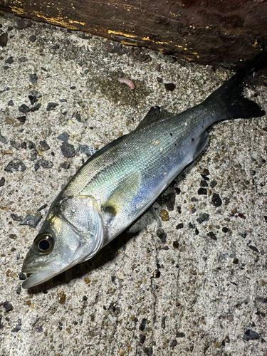 セイゴ（マルスズキ）の釣果