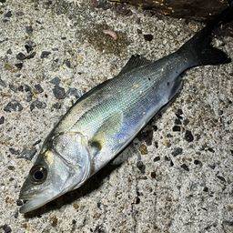 セイゴ（マルスズキ）