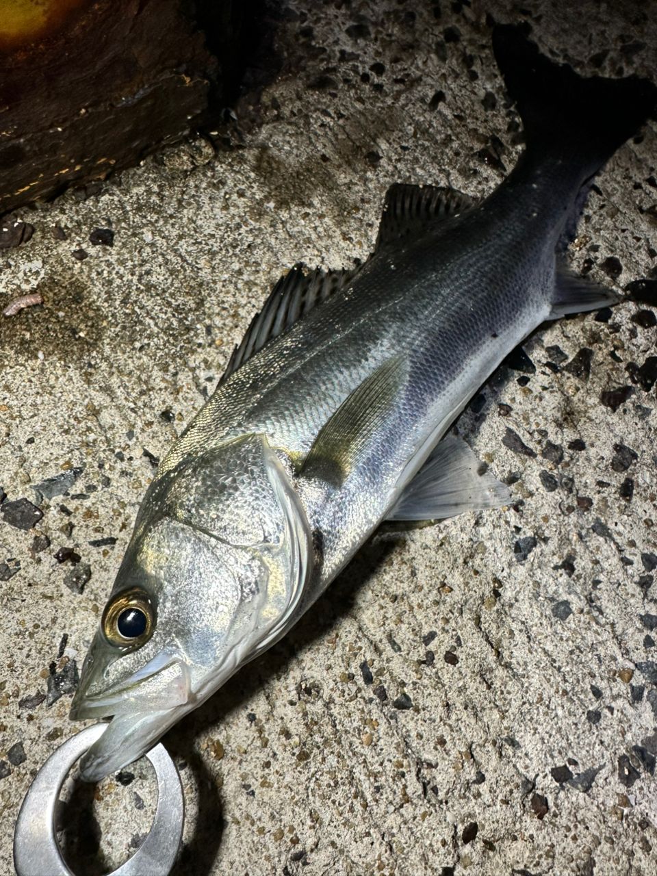 セイゴ（マルスズキ）