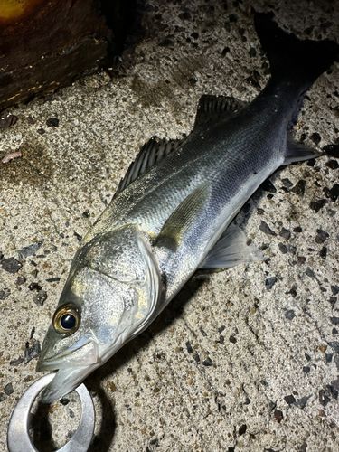 セイゴ（マルスズキ）の釣果