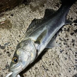 セイゴ（マルスズキ）