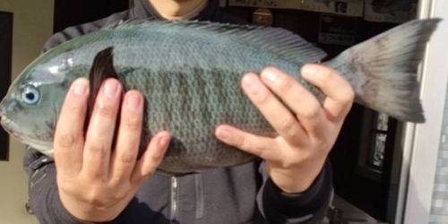 クチブトグレの釣果