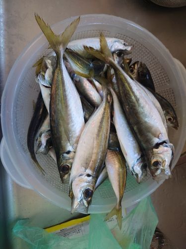 内浦湾（鴨川）