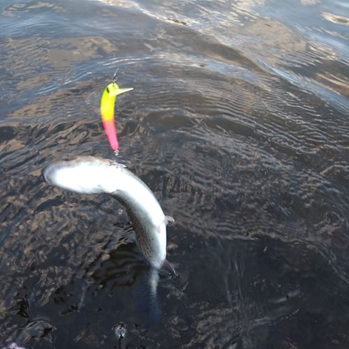 ニジマスの釣果