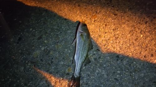 知多半島野池群