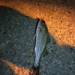 セイゴ（マルスズキ）