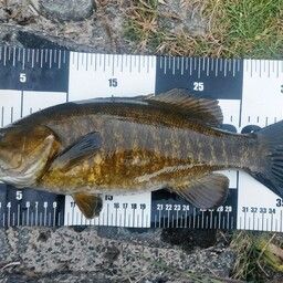 スモールマウスバス