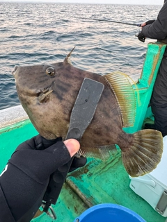 カワハギの釣果