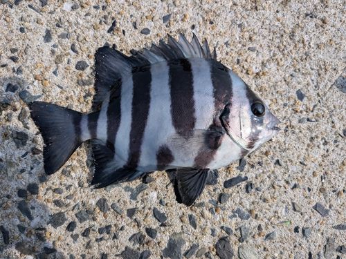 タカノハダイの釣果