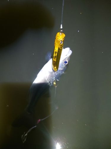 セイゴ（マルスズキ）の釣果