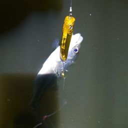 セイゴ（マルスズキ）