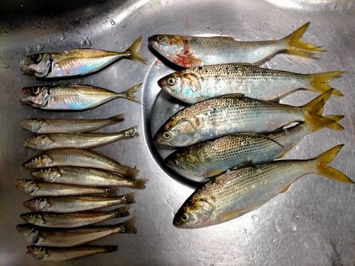 本牧海づり施設