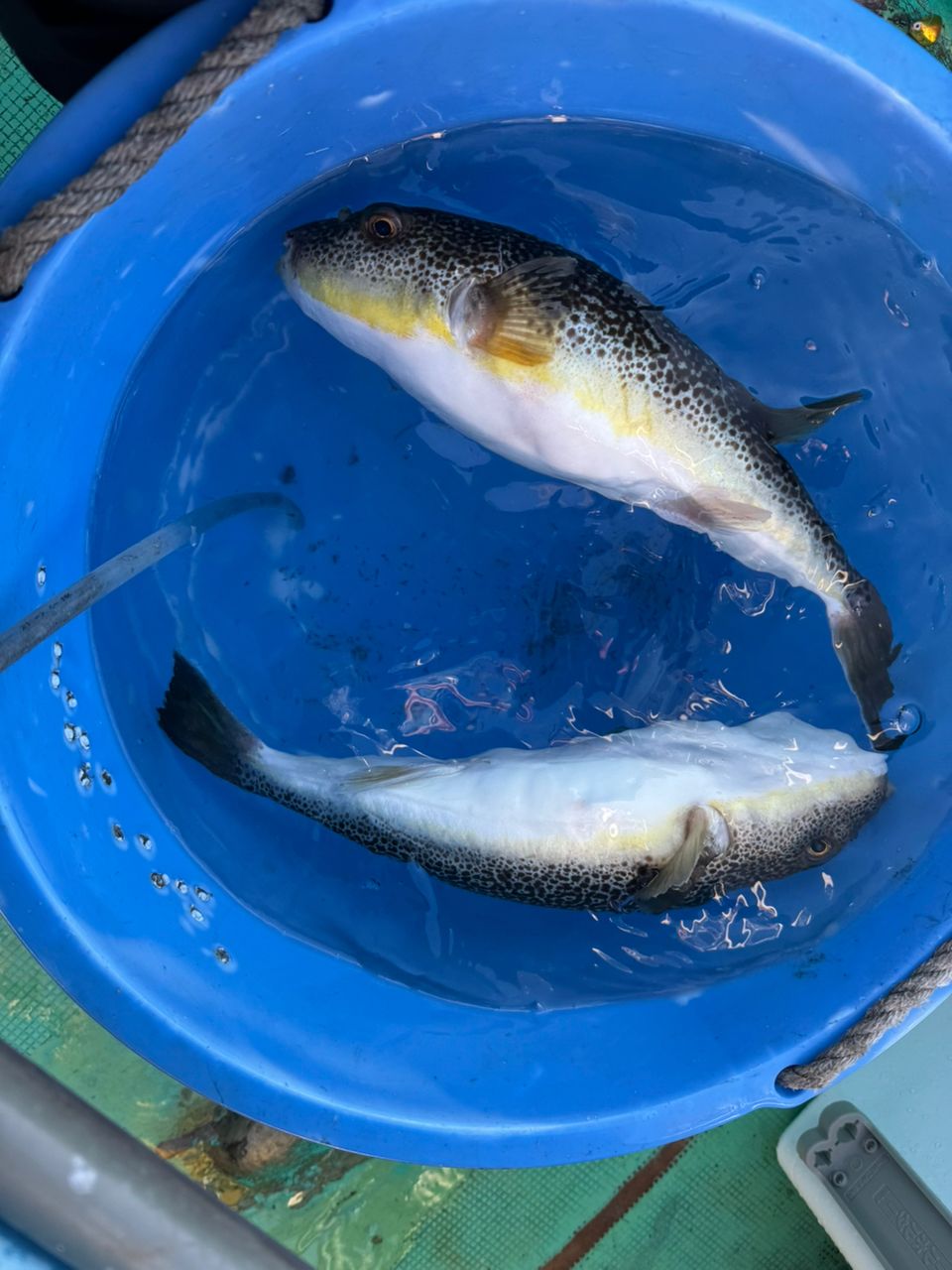 ショウサイフグ