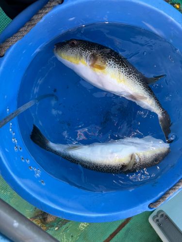ショウサイフグの釣果
