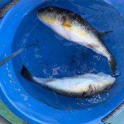 ショウサイフグ