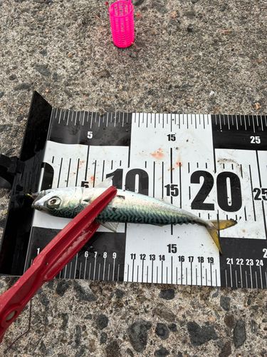 泉佐野食品コンビナート