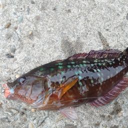 ホシササノハベラ