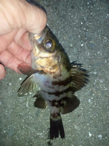 メバルの釣果