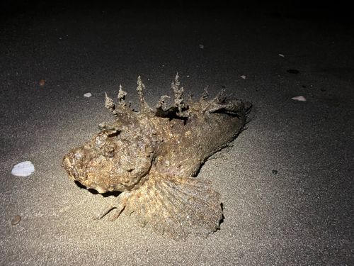 オニオコゼの釣果