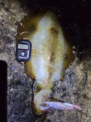 アオリイカの釣果