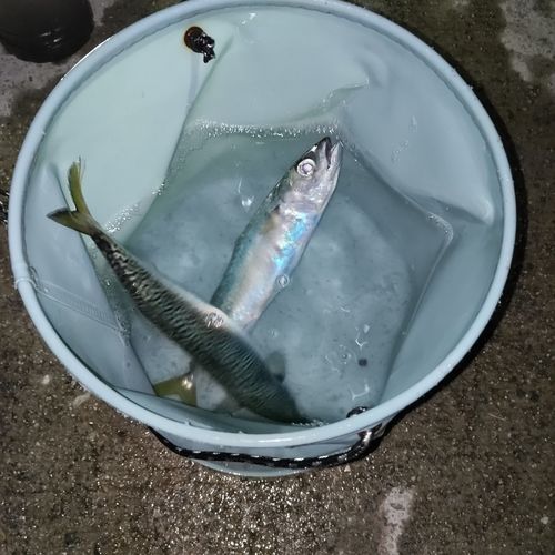 サバの釣果