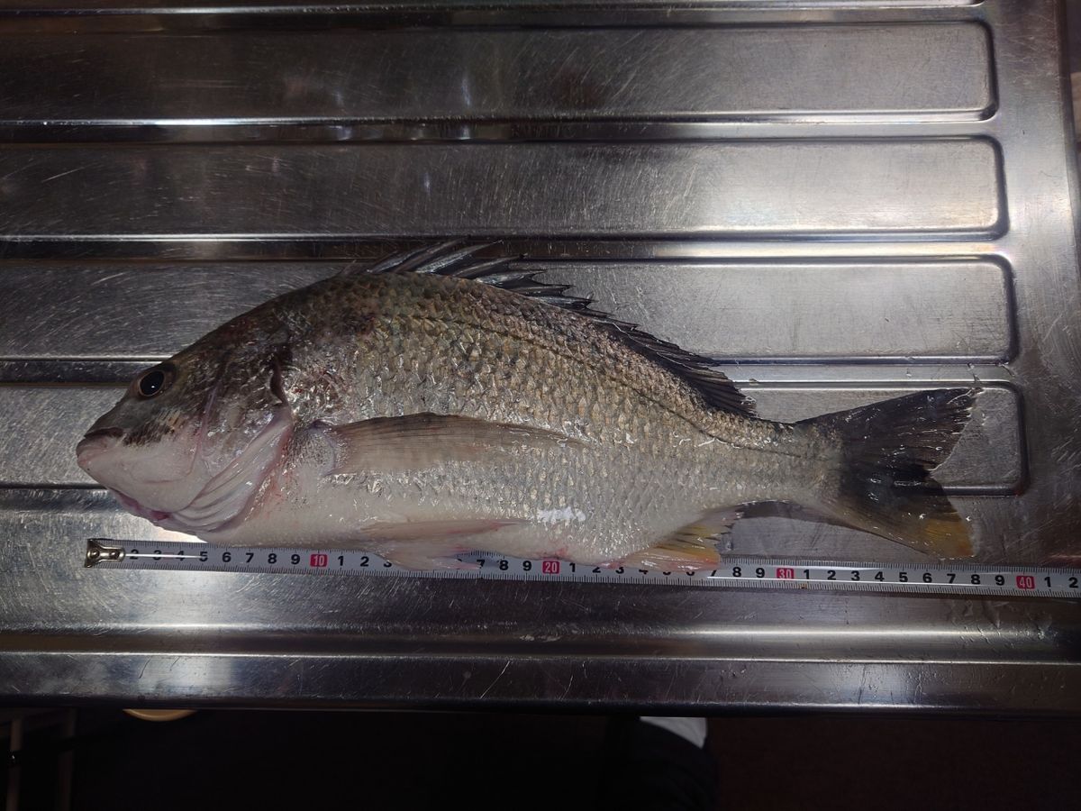 闇金モートーさんの釣果 1枚目の画像