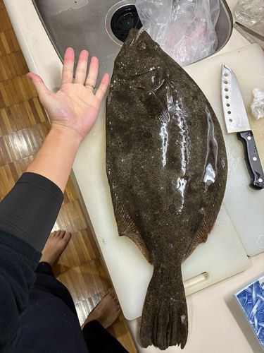 ヒラメの釣果