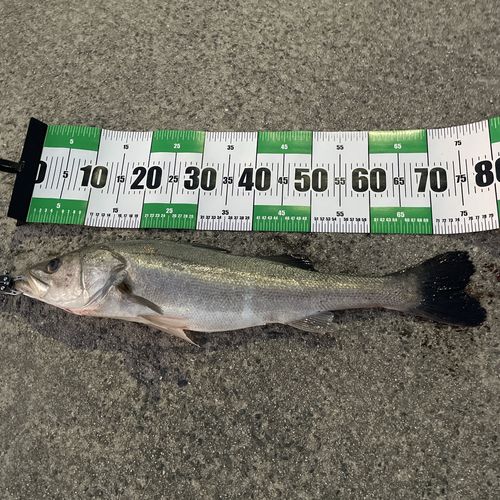 シーバスの釣果