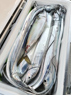 タチウオの釣果