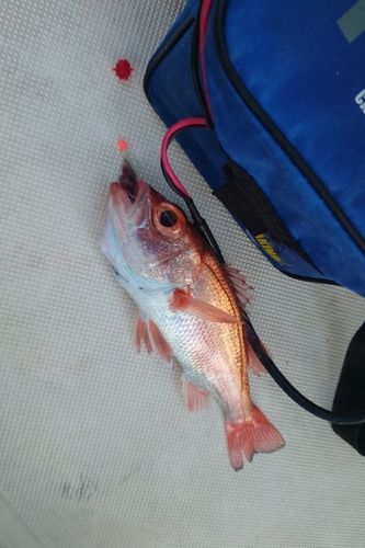 アカムツの釣果