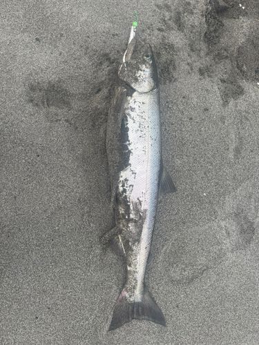 アキアジの釣果