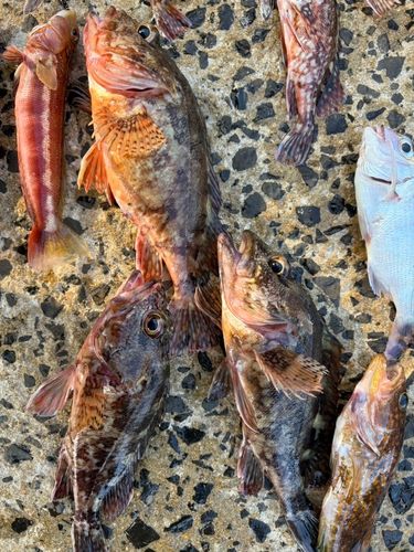 アラカブの釣果