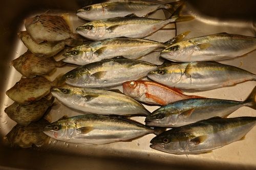 カワハギの釣果