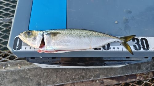 大黒海づり施設