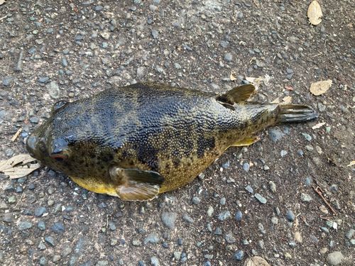 ヒガンフグの釣果