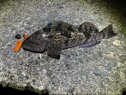 アイナメの釣果