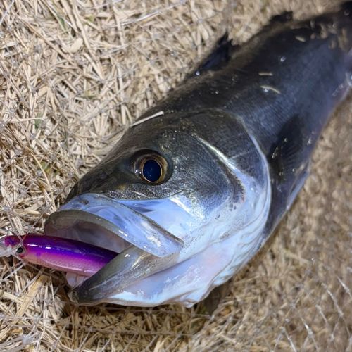 フッコ（マルスズキ）の釣果