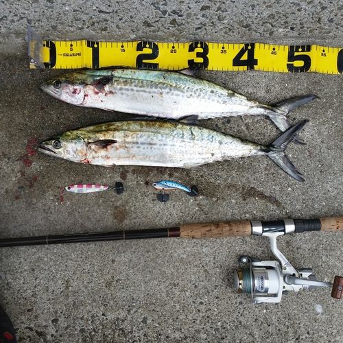 サゴシの釣果