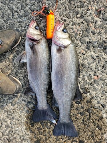 ヒラスズキの釣果