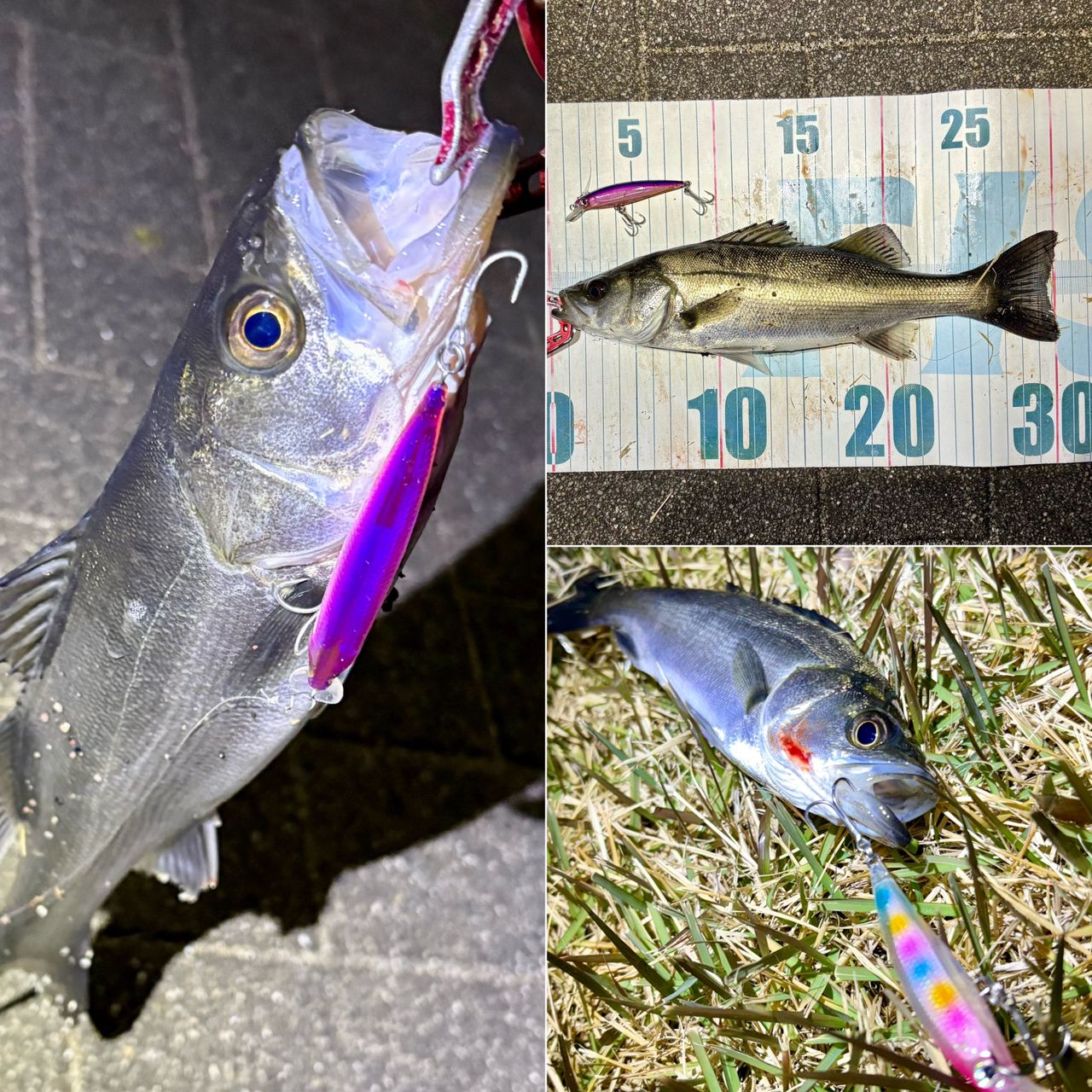 セイゴ（マルスズキ）